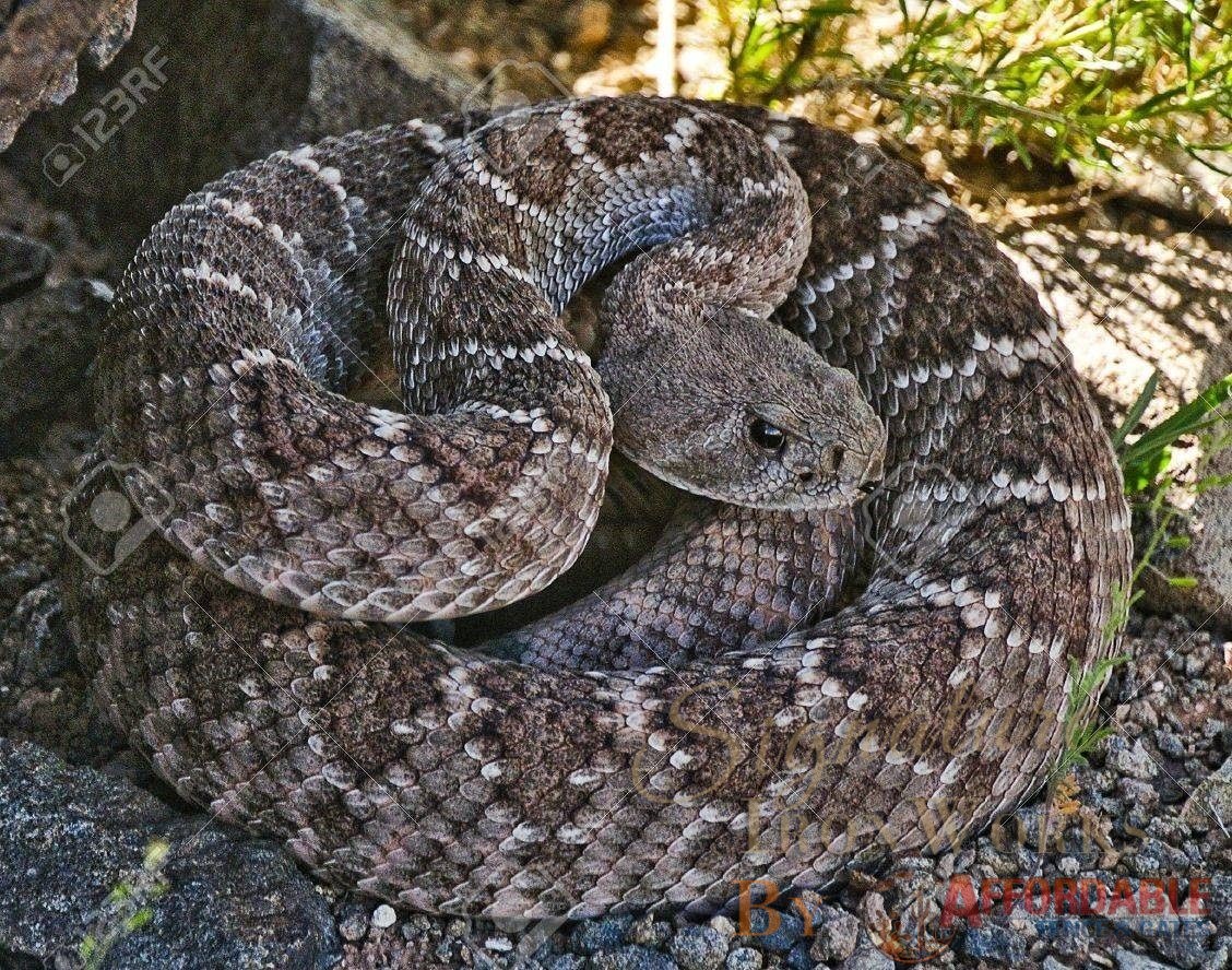 Snake Fence - Affordable Fence and Gates